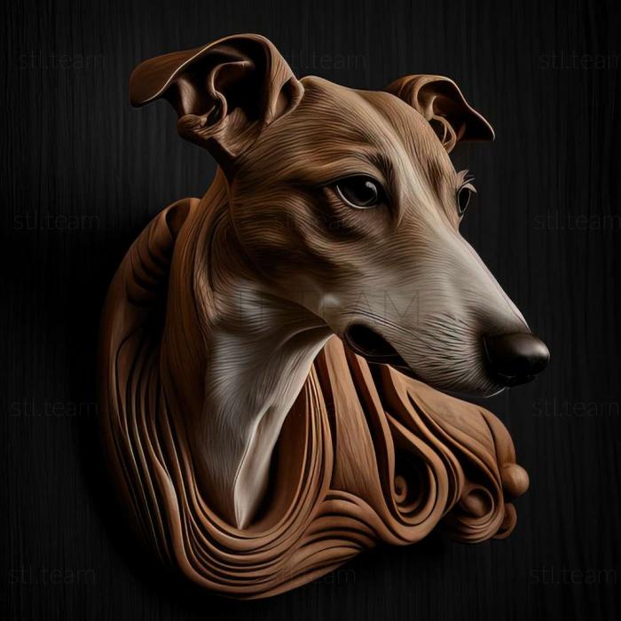 Animals Whippet dog